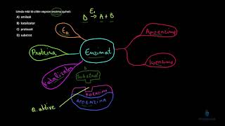 Biologji  Ushtrime Enzimat 1 [upl. by Earle]