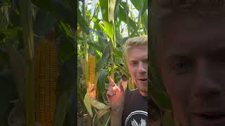 Corn yields on a flooding year plantyourindependence [upl. by Ynehteb811]