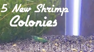 New Shrimp Colonies [upl. by Acceb126]