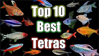 Top 10 BEST Tetras in The World [upl. by Sami741]