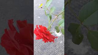 Red Eden Rose gardenUpdate Part 2 rosegarden videoshorts natural [upl. by Assyle]