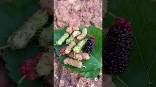 Mulberry 🍓viralvideo minivlog fruit youtubeshorts youtube [upl. by Susanna]