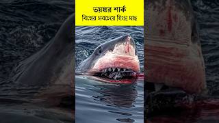 হাঙ্গরের অদৃশ্য রহস্য  The invisible secrets of the shark shortsfeed facts wildlife shark [upl. by Airel]