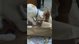 Krishs naughtiness tamil funny krish cat pets [upl. by Volnak22]