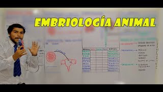 EMBRIOLOGIA ANIMAL [upl. by Abby]