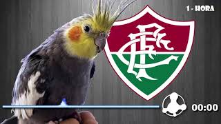 hino do fluminense para calopsita [upl. by Maje]