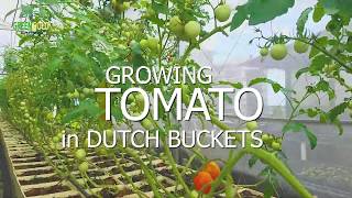 GROWING TOMATO IN DUTCH BUCKETS  Greengold Farms [upl. by Carder]