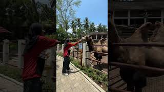 Dairyland On The Valley shorts wisatasemarang semarang [upl. by Eanrahs]