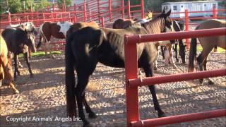 BLM horses unloading at Mexican slaughter plant [upl. by Chipman316]