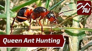 QUEEN ANT HUNTING  How to catch a Camponotus Queen Ant [upl. by Michigan298]