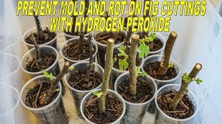 Prevent Mold and Rot on Fig Cuttings with Hydrogen Peroxide [upl. by Astera]