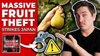 Japanese Police Arrest Man For Stealing 3000 Pears in 24 Hours  AbroadinJapan 106 [upl. by Neahs]