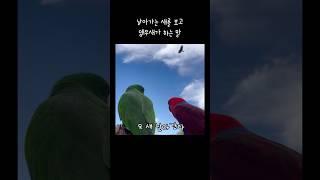 지구젤리 날아가는 새를 보고 앵무새가 하는 말  꼬시지마  플러팅장인  talking parrot [upl. by Nahtnaoj]