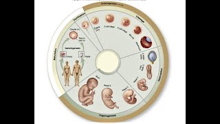 HISTORY OF EMBRYOLOGY [upl. by Asile326]