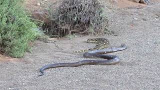 Cobra vs Puff Adder [upl. by Nileak]