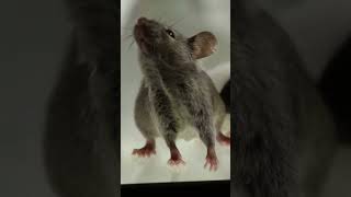 5 Fun Mouse Facts in 30 Seconds [upl. by Revkah485]