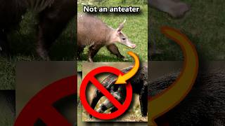 Aardvarks are NOT anteaters not even close 🐜 Animal Fact Files wildlife animalfacts animals [upl. by Sineray841]