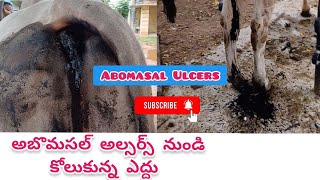 అబొమసల్ అల్సర్స్ నుండి కోలుకున్న ఎద్దు  Abomasal ulcers in cattle [upl. by Ashlen]