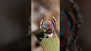 Brazilian wandering spider 🕷️🕸️ shorts viral ytshorts youtubeshorts spider [upl. by Quin975]