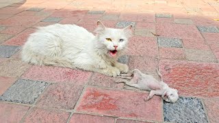 A crying mother cat brought her dying kitten to a man Just unbelieveble [upl. by Connolly]