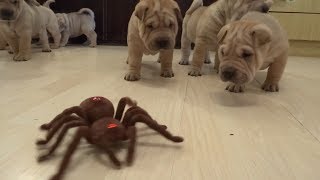 Shar Pei Puppies Vs Robot Spider [upl. by Stauder]