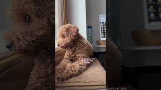 Wie findest du‘s 🥰 dog puppy pudel toypoodle poodle zwergpudel doglife cutedog [upl. by Adnawak119]