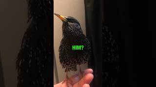 This Bird Sounds Like R2D2 🤖 [upl. by Duke]