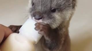 Tierna nutria bebé tomando leche en su biberón [upl. by Fira]