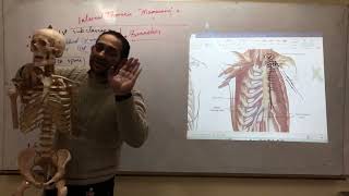 Anatomy by Dr Fawzy thoraxinternal thoracic Artery [upl. by Lucey972]