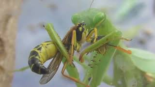 Wasp and male Mantis are eaten by larger female Mantis [upl. by Yllut]