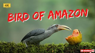 Birds of Amazon  4K UHD HDR  Prism 4k [upl. by Jessee]