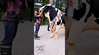 1100 kg Holstein Friesian bull with muscular build and excellent conformation [upl. by Acirea]