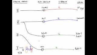 Autonomic Fibres and Cranial Nerves [upl. by Ahsoik425]