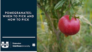 Pomegranates How and When to Pick [upl. by Johppah138]