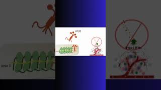 EBOLA VIRUS Viral Protein virus ebola immunity protein physiology pharmacology cell [upl. by Ivonne]