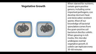 Formation of Endospores  Animation  ScienceRoot [upl. by Dduj]