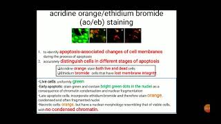 AOEB staining HoeschtRhodamine staining FDA approved PLGA nanoformulations [upl. by Kristianson]