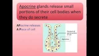 Exocrine Glands Song [upl. by Garnes]