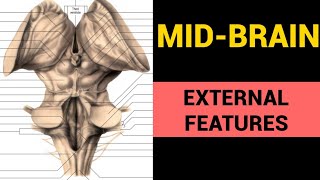 Mid Brain Anatomy 13  External Features [upl. by Darnoc870]