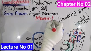 GametogenesisIntroduction In Urdu Hindi  BS Zoology  Lecture No 01  Developmental Biology [upl. by Geithner]