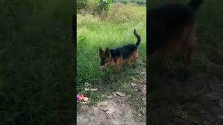 Training my Sheru to climb Trees 🌴 Watch this till End  germanshepherd gsd training jungle [upl. by Ahtram]