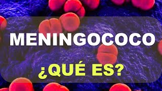 ¿Qué es el Meningococo Breve explicación [upl. by Enrico98]