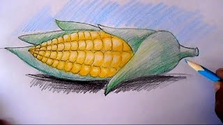 How to draw Corn cob step by step [upl. by Nirok]