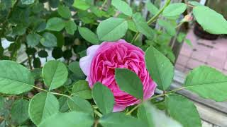 Rose  Boscobel [upl. by Mylor]