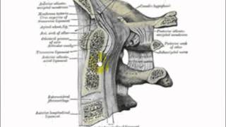 atlanto occipital joint 1 [upl. by Vassar75]