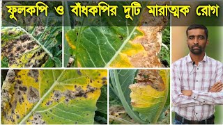 ফুলকপি ও বাঁধাকপির Alternaria leaf spot Black rot ও ঝলসা রোগের প্রতিকার করবেন কিভাবে [upl. by Gorey57]