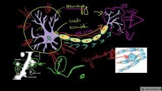 Neuron i jego budowa [upl. by Janeen]