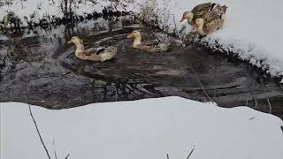 Maine Silver Appleyard Ducks Go for Snowy Swim pt 2 [upl. by Tennies]