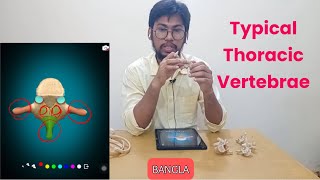 Thoracic Vertebrae Anatomy in Bangla [upl. by Eniksre]