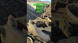 Amargosa Valley Hogs [upl. by Aitsirk]